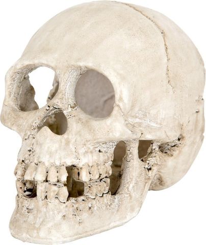 Skull Ornament  BM109