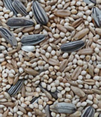 20kg Lovebird/Peachface Seed