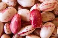 SIENA 25kg BORLOTTI  BEANS