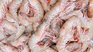 SA KING PRAWNS GREEN U6 5kg