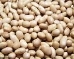 25kg GREAT NORTHERN BEANS