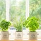 PoP Plant Pot - Cool Grey