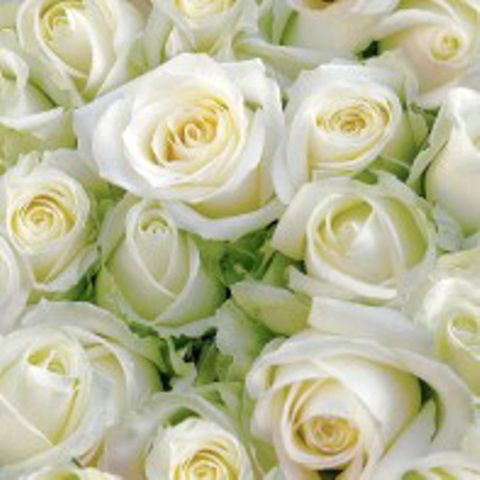 Cocktail -white Roses ^^
