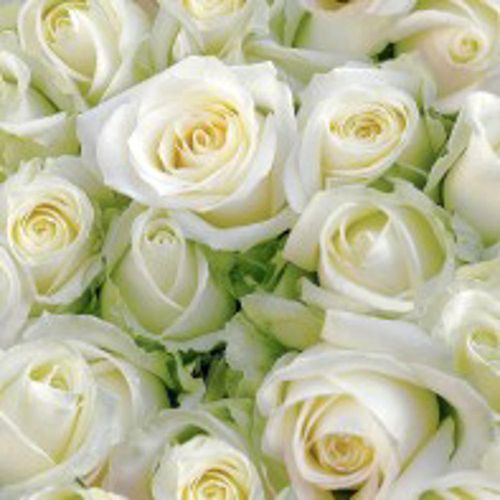 Cocktail -white Roses ^^