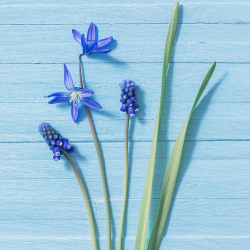 Luncheon -blue Flowers