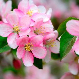 Luncheon - Apple Blossoms