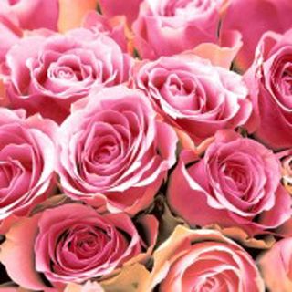 Cocktail -pink Roses