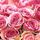 Cocktail -pink Roses