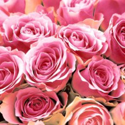 Cocktail -pink Roses