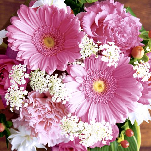 Luncheon -pink Gerbera