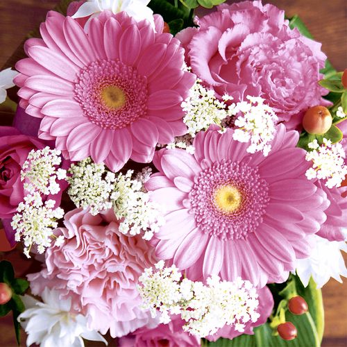 Luncheon -pink Gerbera