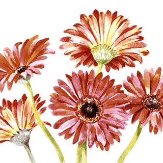 Cocktail -gerbera Art