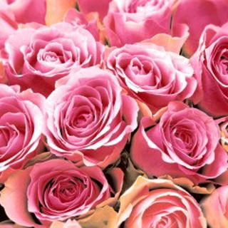 Luncheon -pink Roses