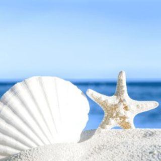 Luncheon -shells By The Sea