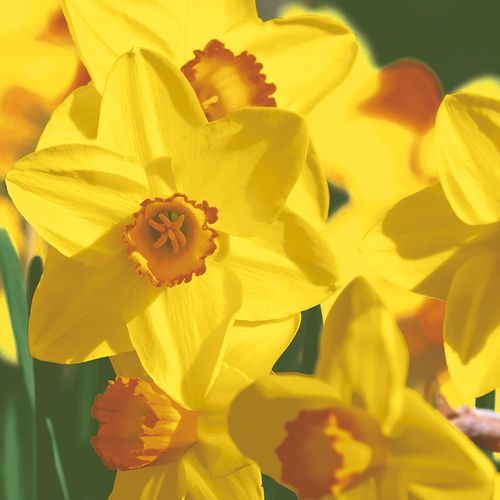Luncheon - Yellow Daffodils