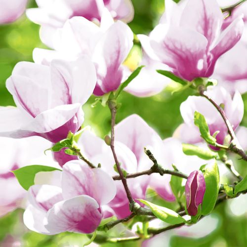 Cocktail -magnolia