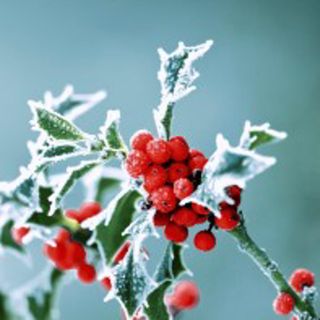 Cocktail - Frosty Holly