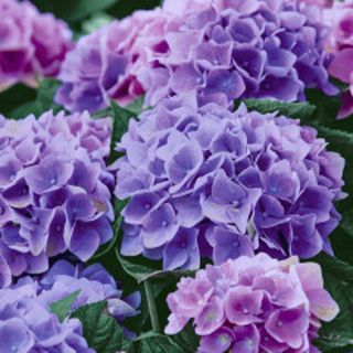 Luncheon - Lilac Hydrangea