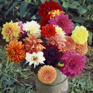 Luncheon -floral Magic
