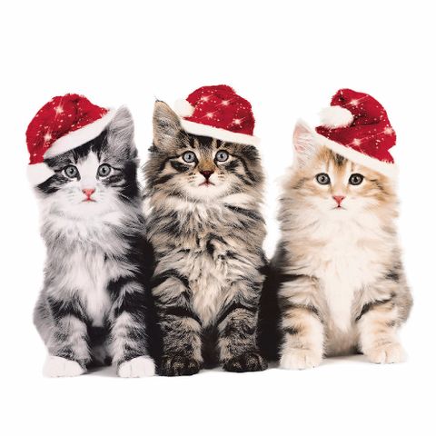 Luncheon - Xmas Cats