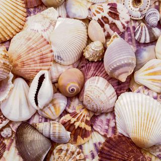 Luncheon - Seashells