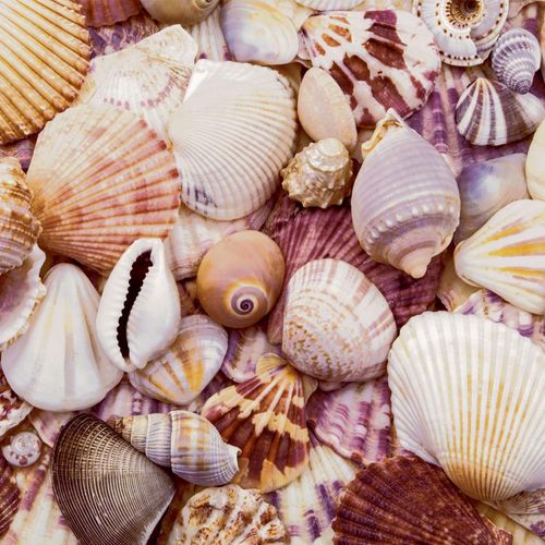 Luncheon - Seashells