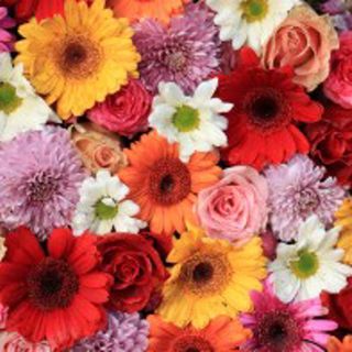 Cocktail - Gerbera