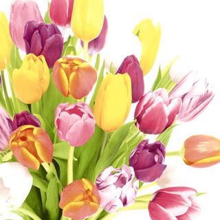 Luncheon - Beautiful Tulips