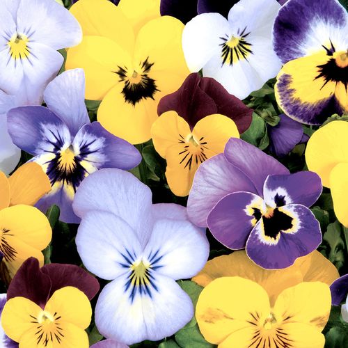 Luncheon - Pansies