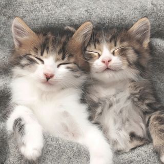 Luncheon - Sleepy Cats