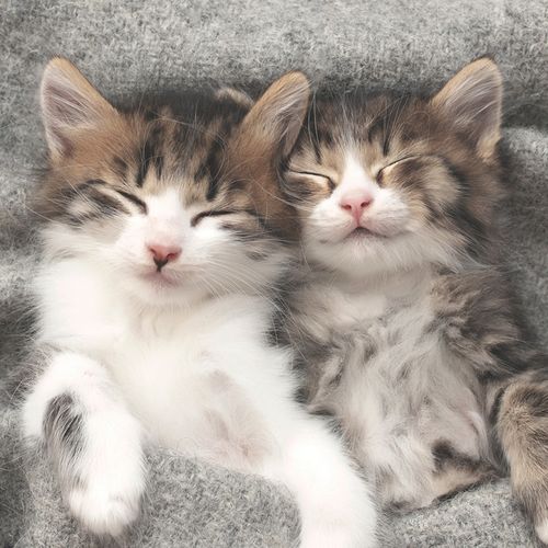Luncheon - Sleepy Cats
