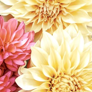 Luncheon - Soft Dahlias