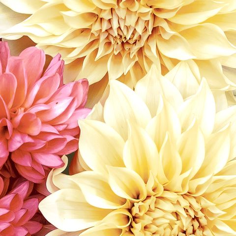 Luncheon - Soft Dahlias