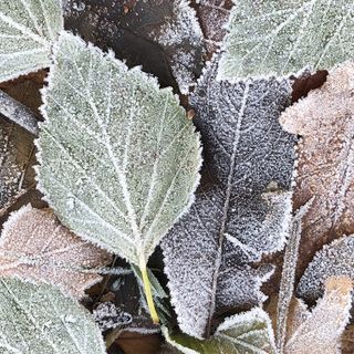 Luncheon - Winter Leaves