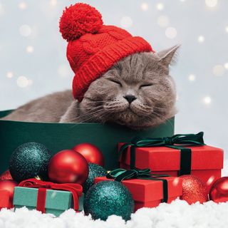 Luncheon - Purrfect Gifts