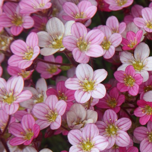 Luncheon - Floral Harmony