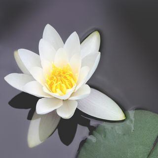 Luncheon - Waterlily Bloom