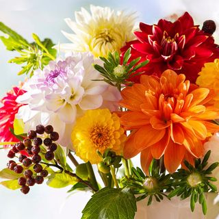 Luncheon - Dahlia Dreams