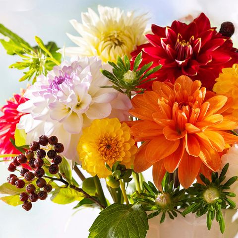 Luncheon - Dahlia Dreams