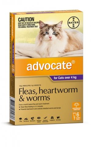 ADVOCATE Purple +4 Cat 6pk