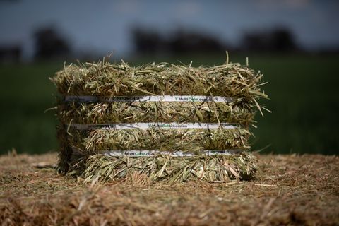MULTICUBE Compressed Hay Bale - Oaten Hay - Premium - (42 Per Pallet)