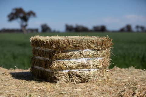 MULTICUBE Compressed Hay Bale - Teff Grass  (42 Per Pallet)