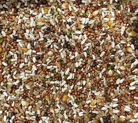 IAN MCKAY Fancy Mungbean 20kg