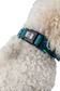 2026 RADAR DOG COLLAR