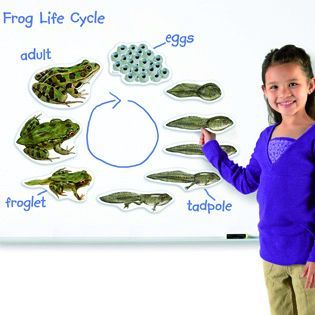 Giant Magnetic Frog Life Cycle 9 pieces