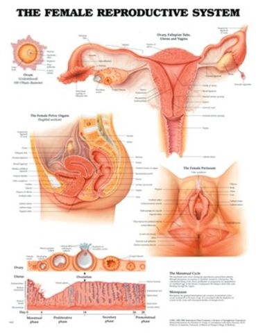 Chart Female Reproductive System
