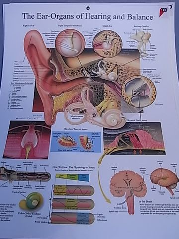 Chart Ear 50x 66cm plastic