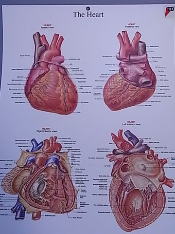 Chart Heart structure 50x 66cm plastic