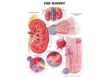 Chart Kidney 50x 66cm plastic