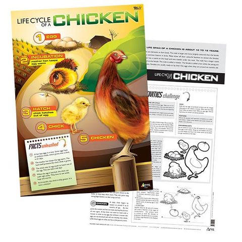Poster - Life Cycle of a Chicken 50x70cm